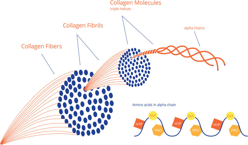 Collagen Vit C Work And Complement Each Other Foodmate, 50% OFF