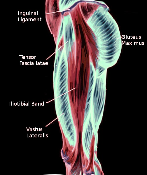 Gluteal Muscles Diagram 1304