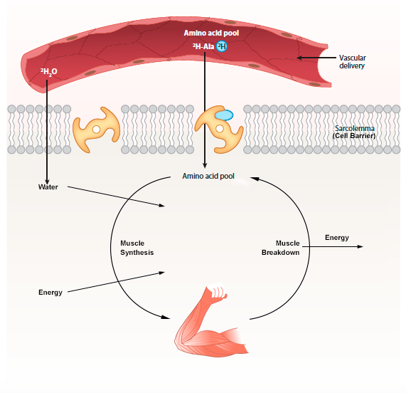 Simplified Muscle Protein Synthesis Diagram