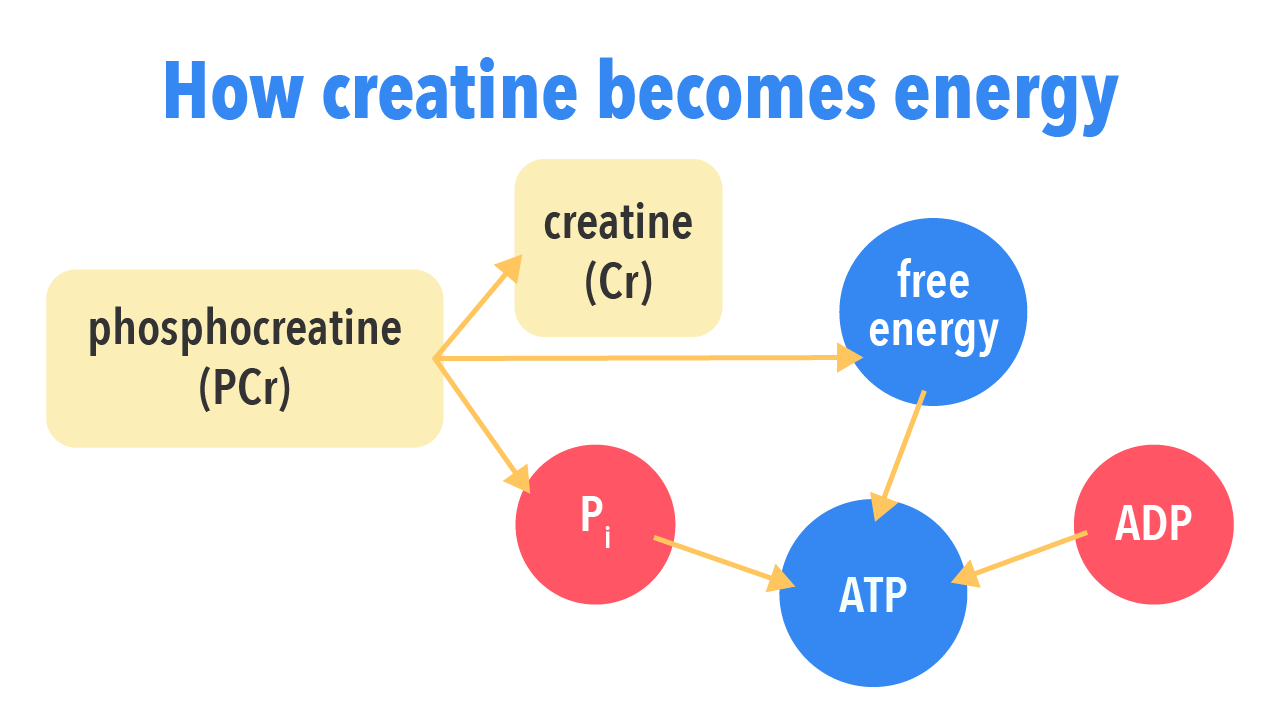 ultimate-guide-to-creatine-and-its-benefits