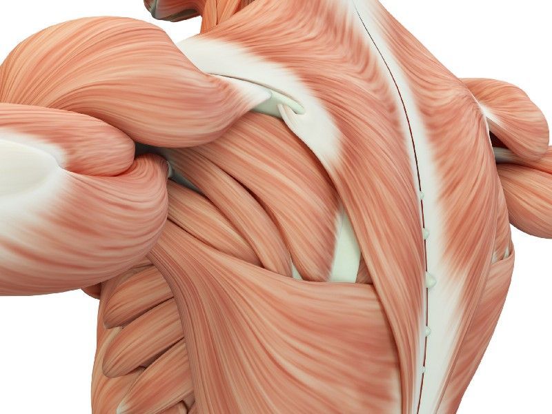 How your different muscle fibre types affect muscle development