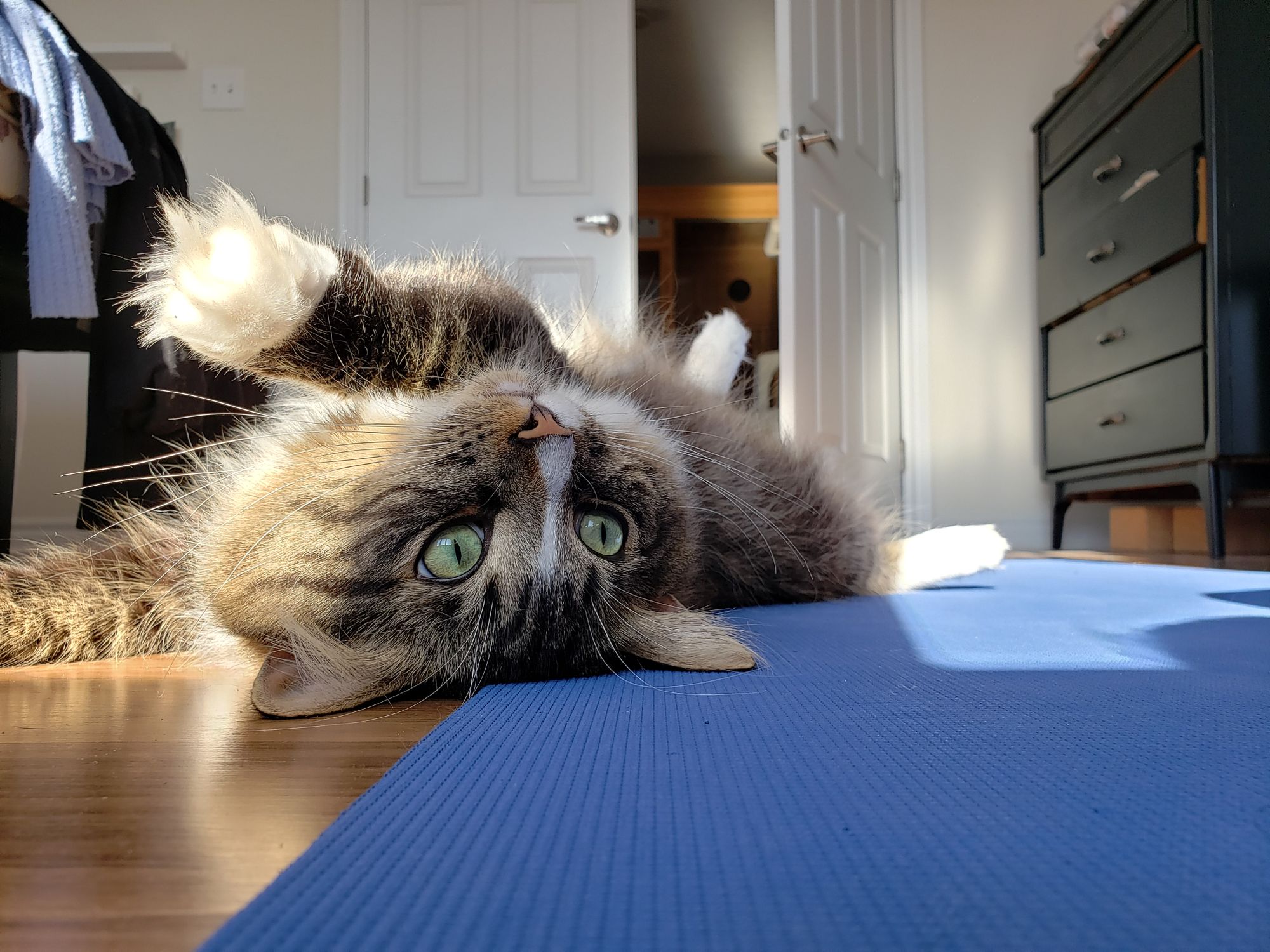 Cute cat is participating in morning yoga doing stretching