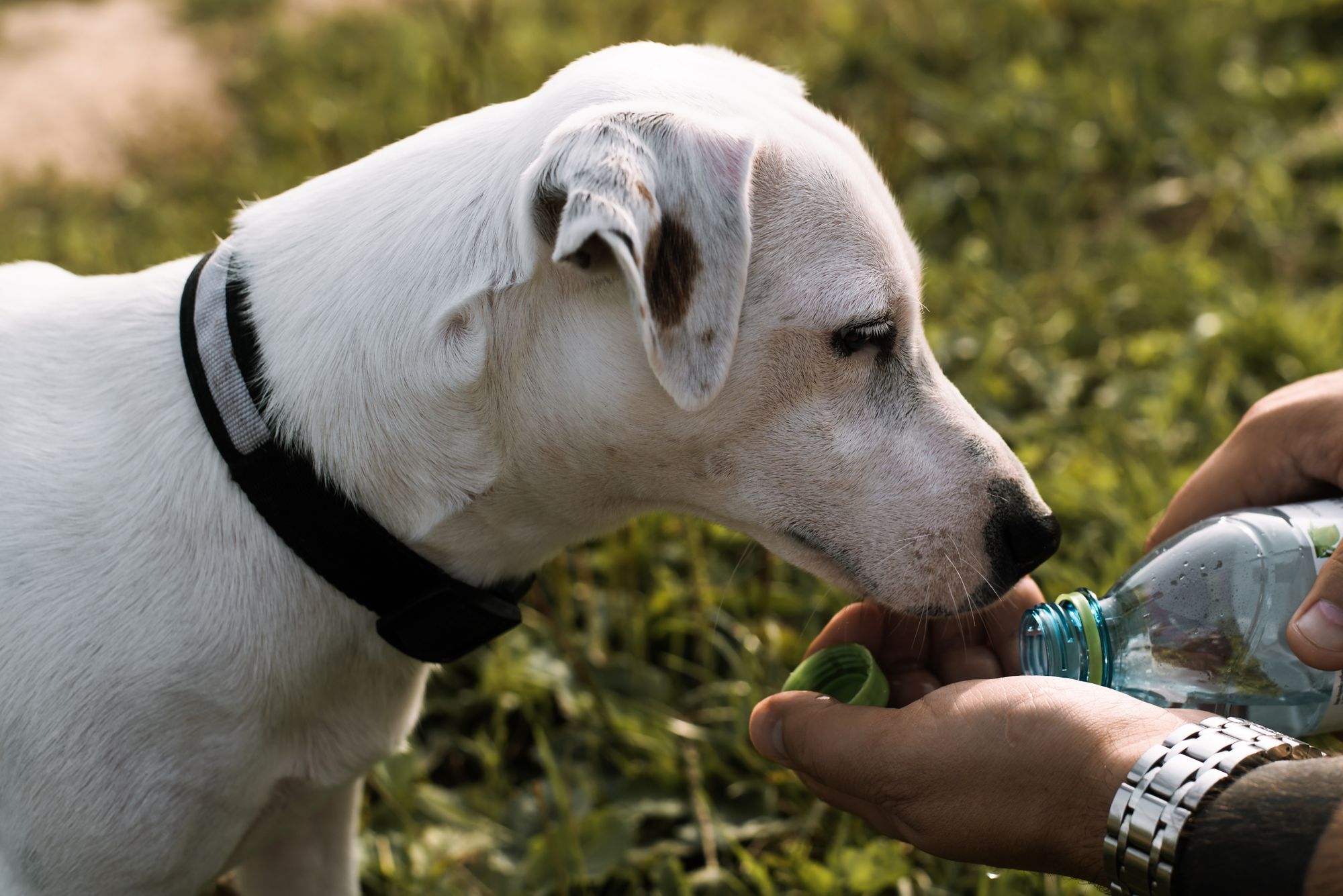 Jack Russell Terrier drinks water from a human hand. Close-up of the owner watering his dog outdoors