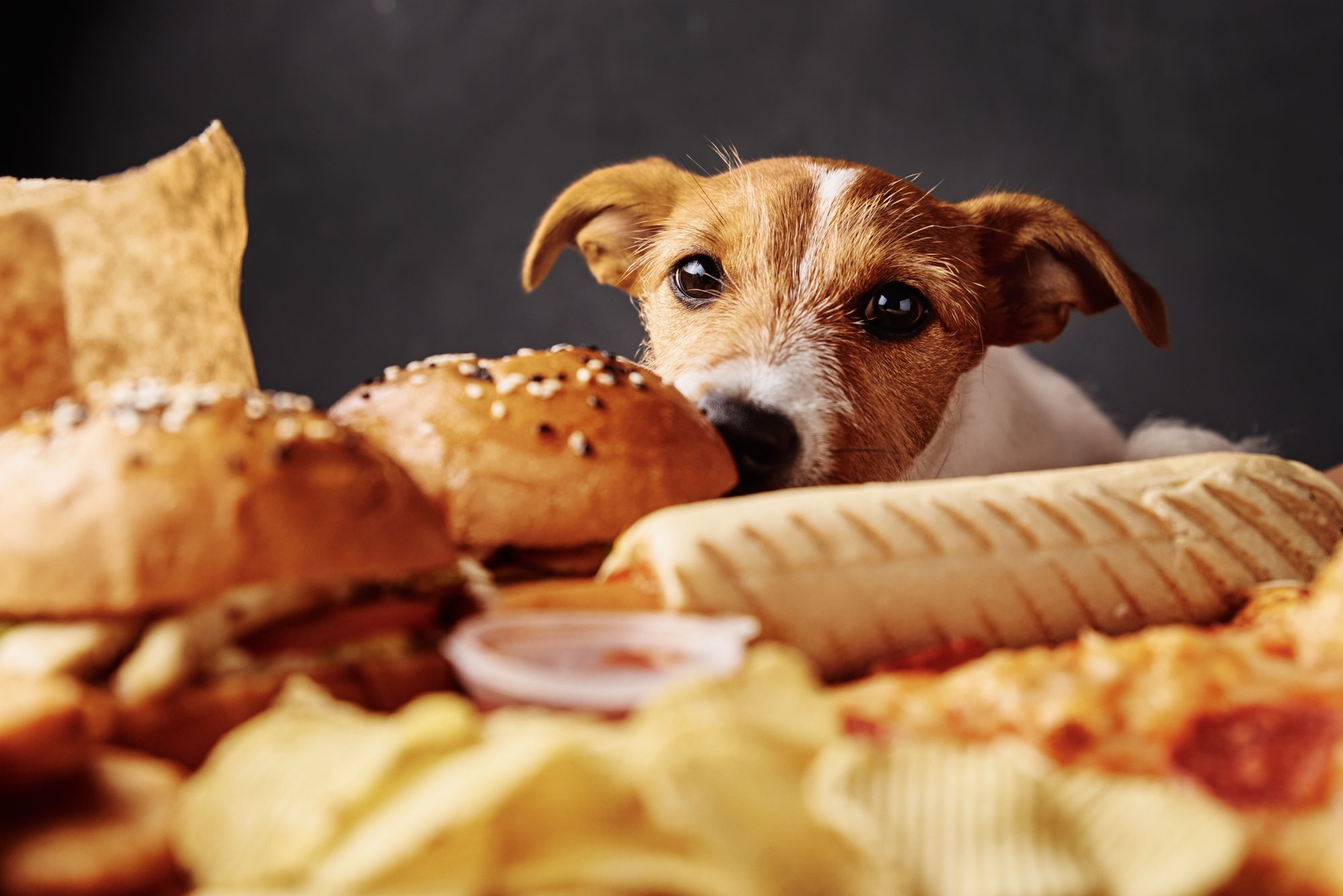 Hungry dog stealing food from table. Jack russell terrier puppy eating unhealthy fast food