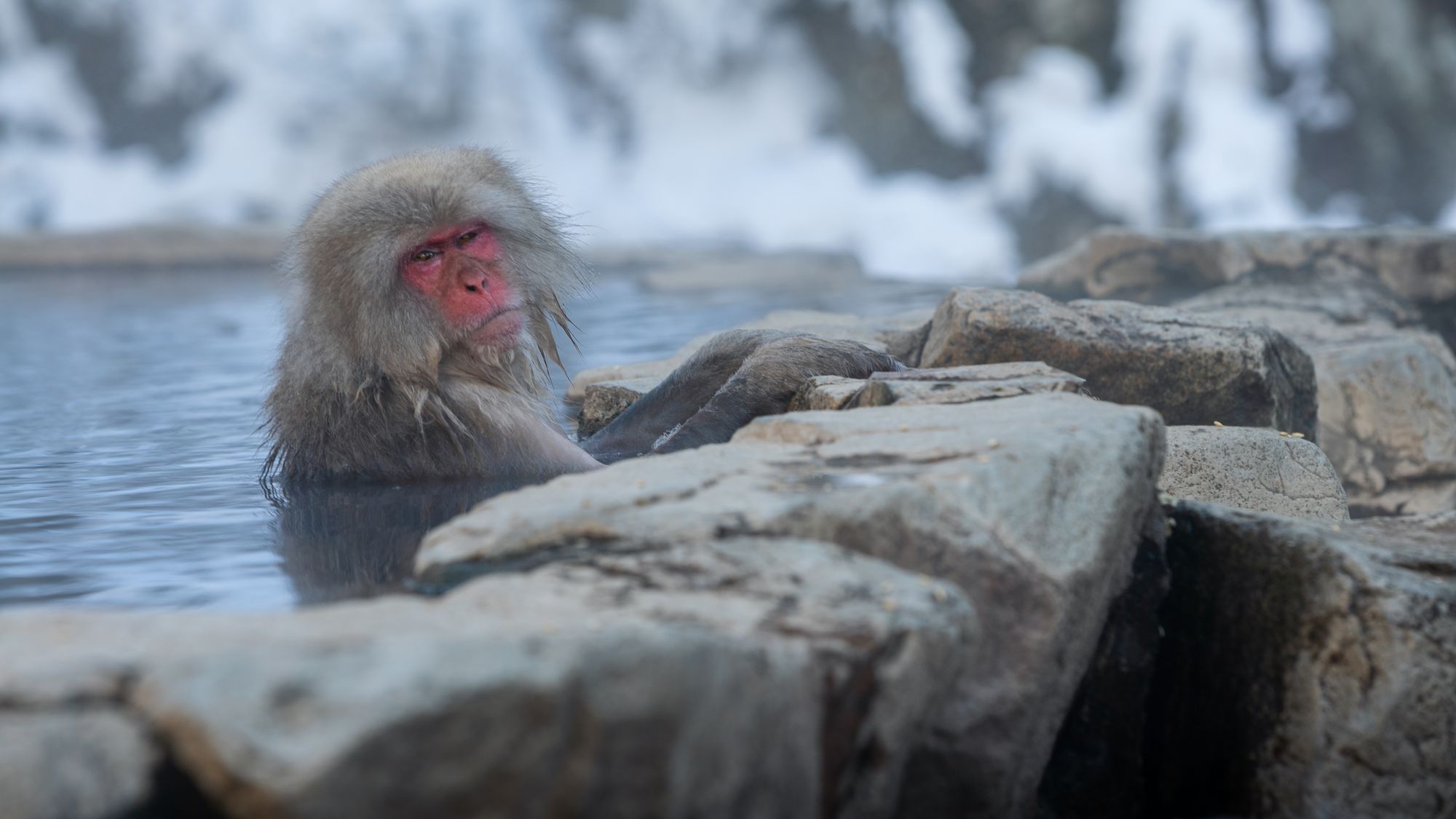 Snow monkey taking bath with hot spring water